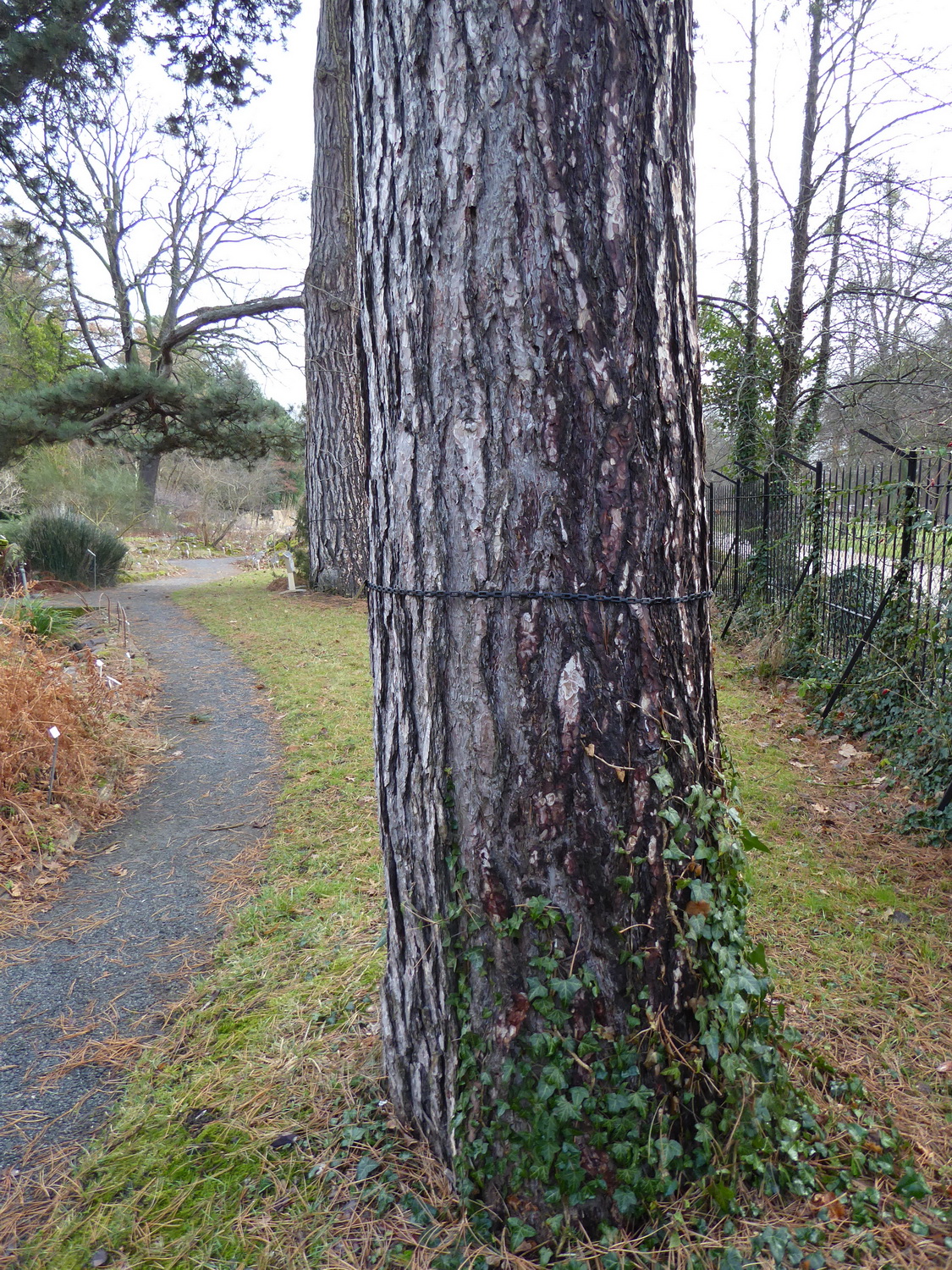 Pinus nigra subsp. laricio - Dresden Botanischer Garten - Februar 2023