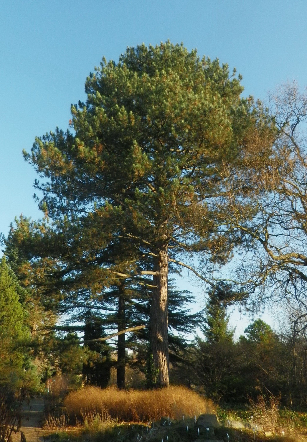 Pinus nigra subsp. nigra - Dresden Botanischer Garten - Dezember 2014