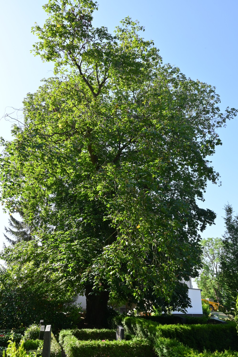 Aesculus × carnea - Wotenick - 2022