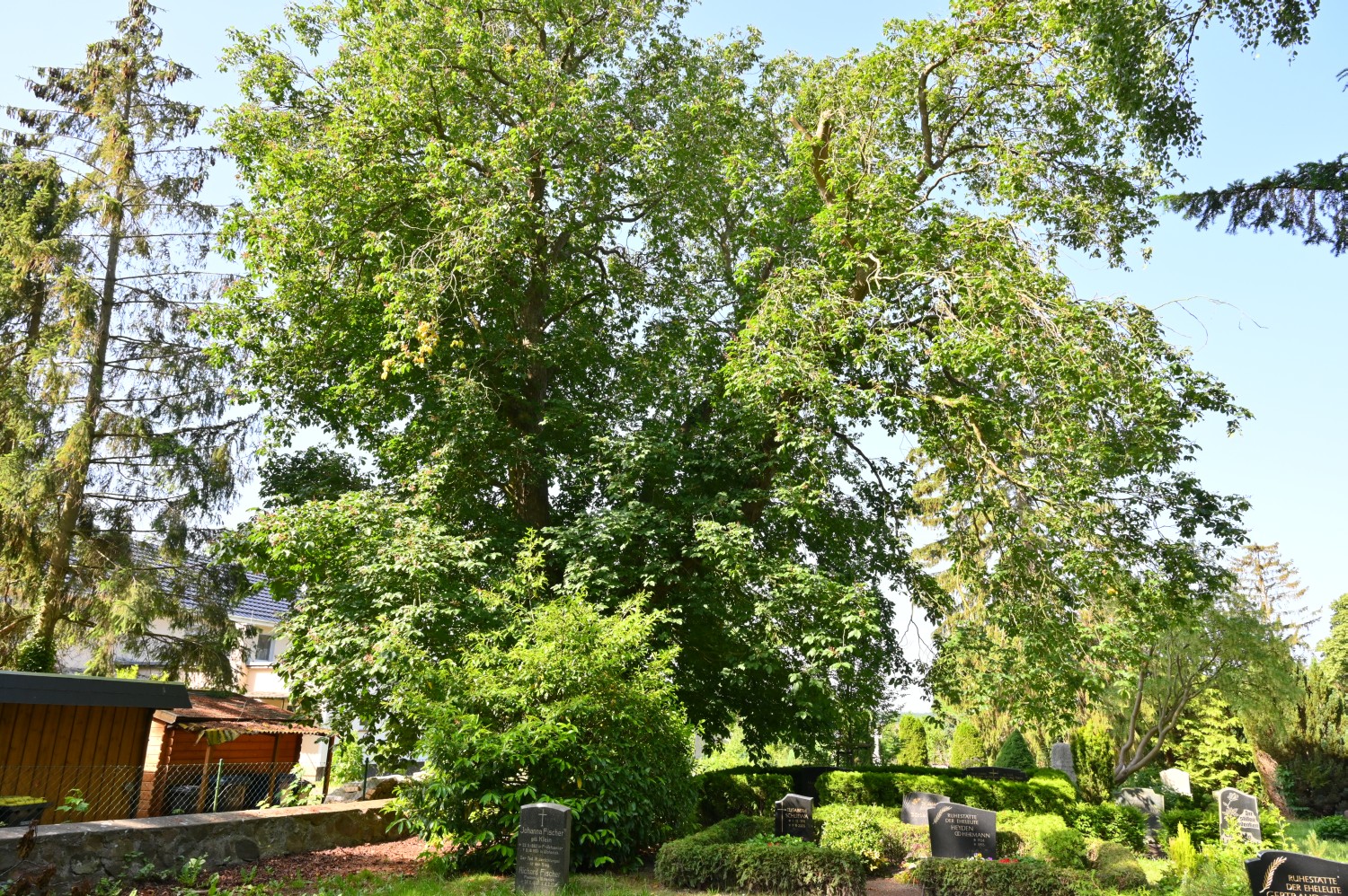 Aesculus × carnea - Wotenick - 2022