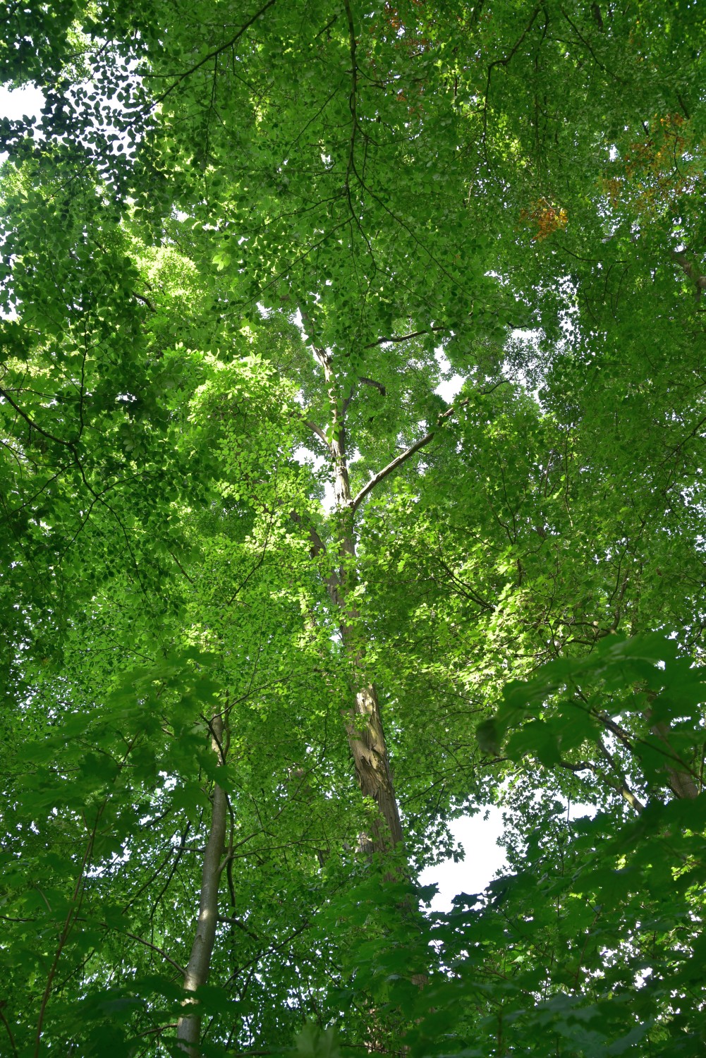 Carya ovata - Vellahn-Rodenwalde - 2017