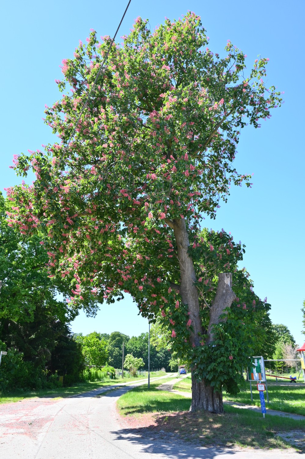 Aesculus × carnea - Lobeofsund - 2020