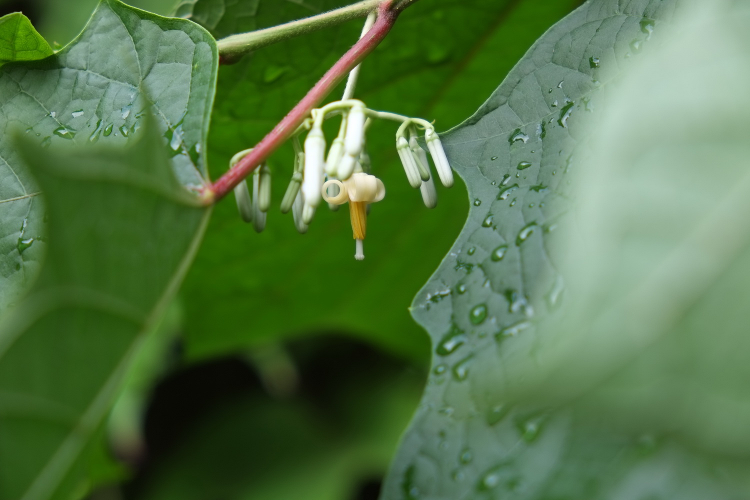 Alangium chinense - Dresden Botanischer Garten - September 2013