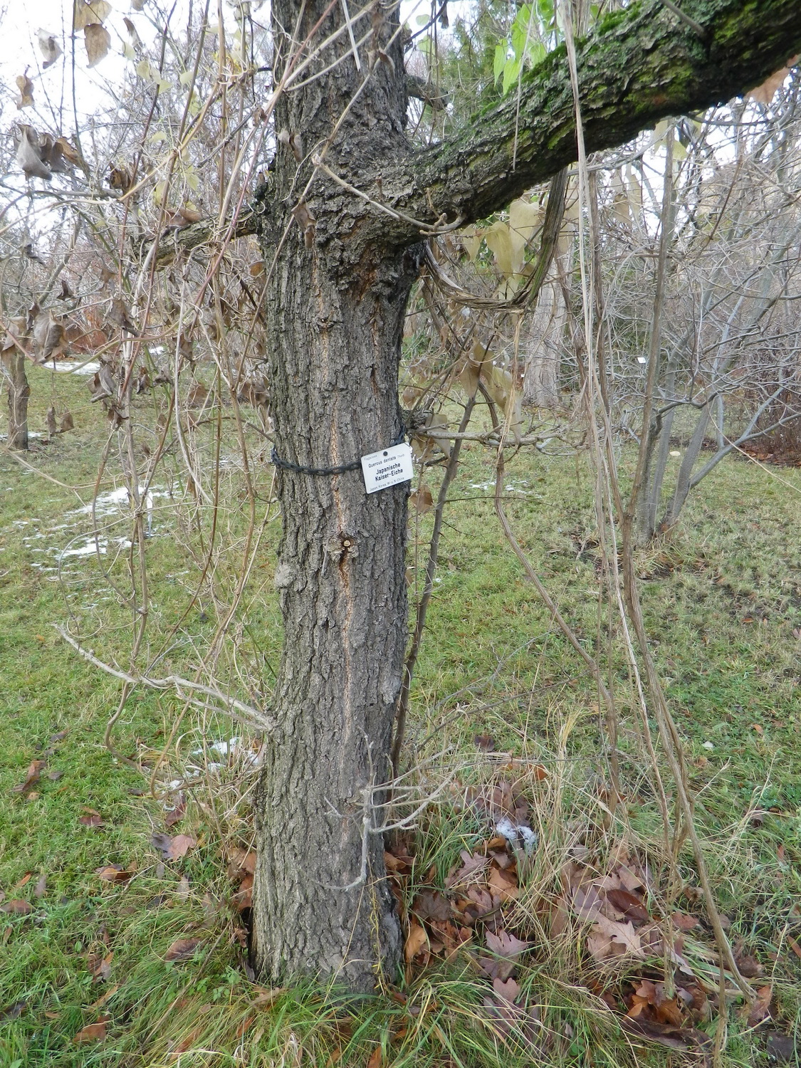 Quercus dentata - Dresden Botanischer Garten - Dezember 2012