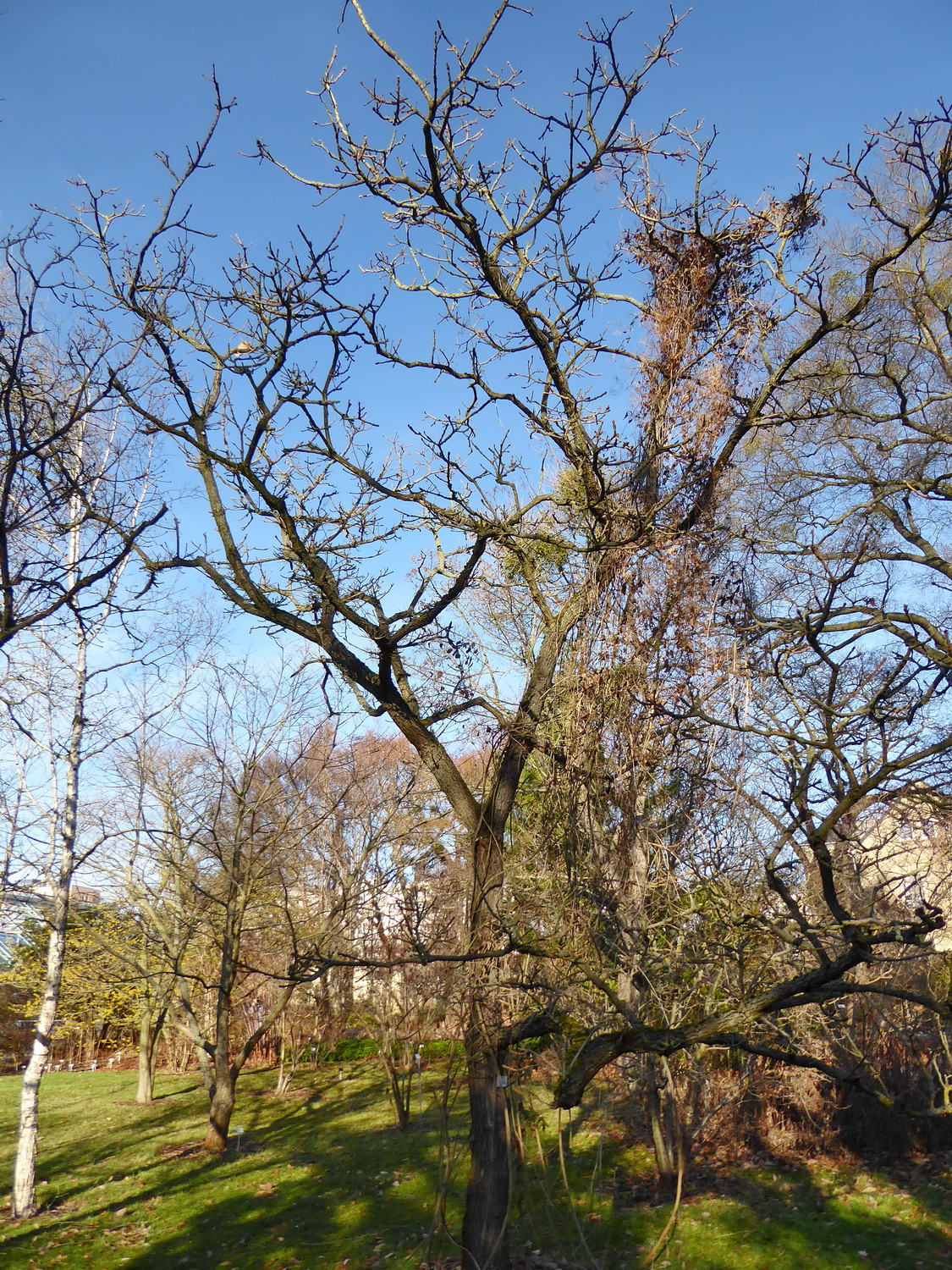 Quercus dentata - Dresden Botanischer Garten - Januar 2023