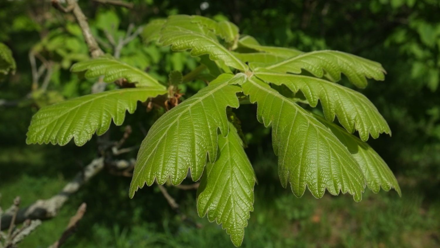 Quercus dentata - Dresden Botanischer Garten - April 2014