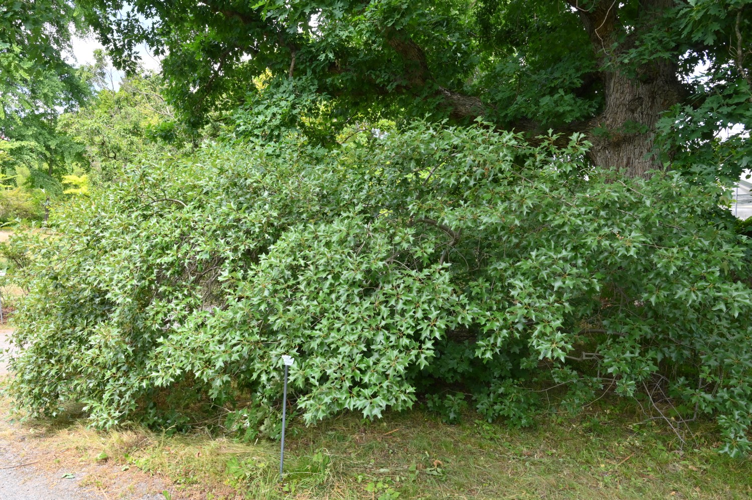 Quercus ilicifolia - Dresden Botanischer Garten - 2022