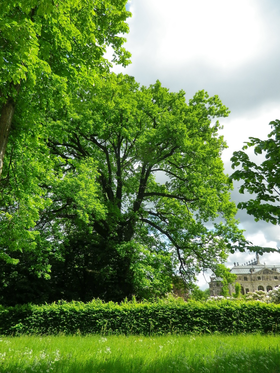 Quercus petraea - Dresden - 2014