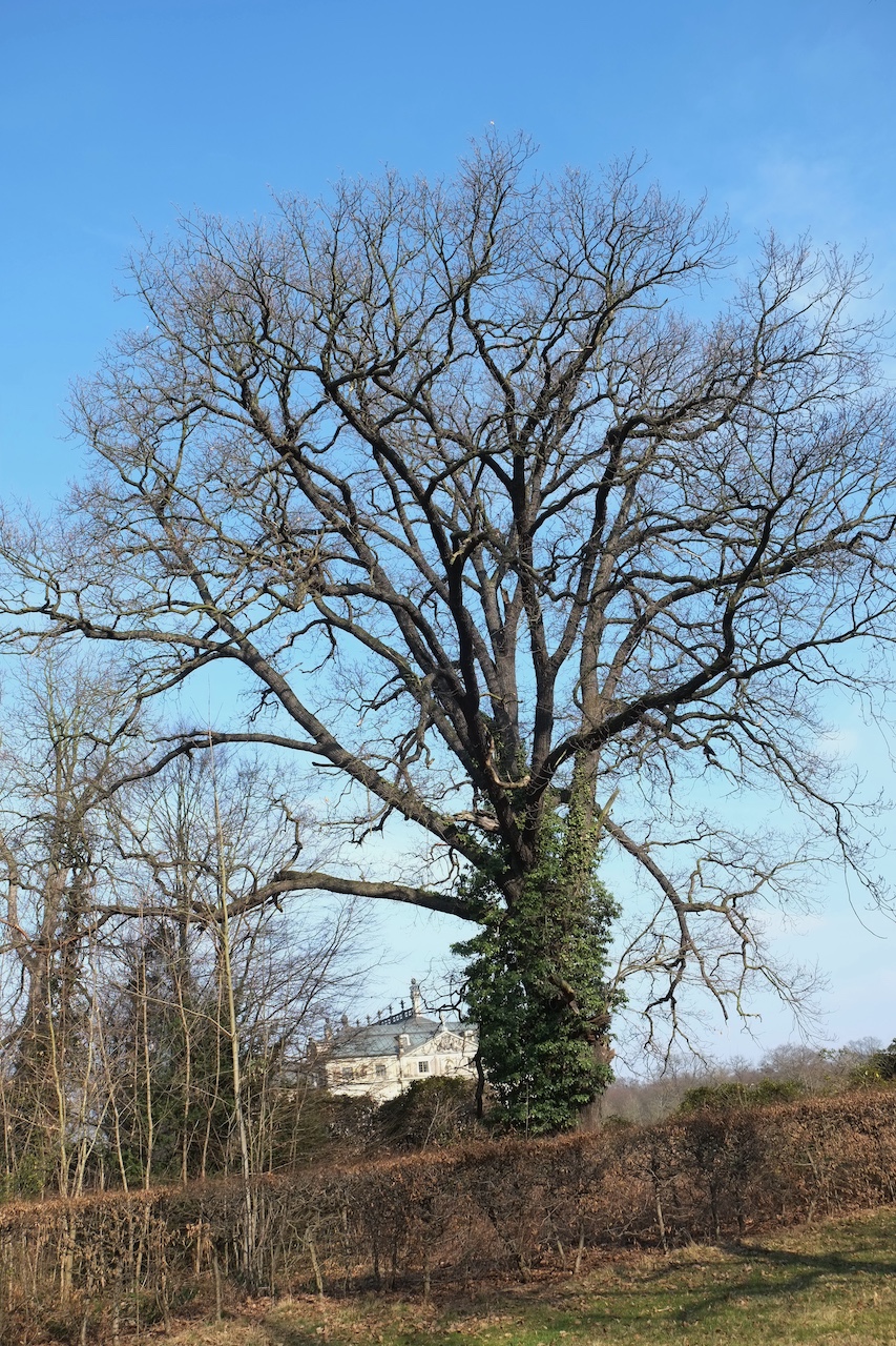 Quercus petraea - Dresden - Dezember 2022