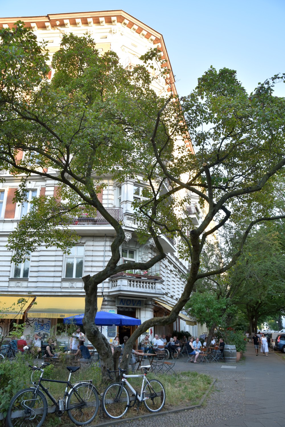 Acer tataricum subsp. ginnala- Berlin-Kreuzberg - Juni 2022