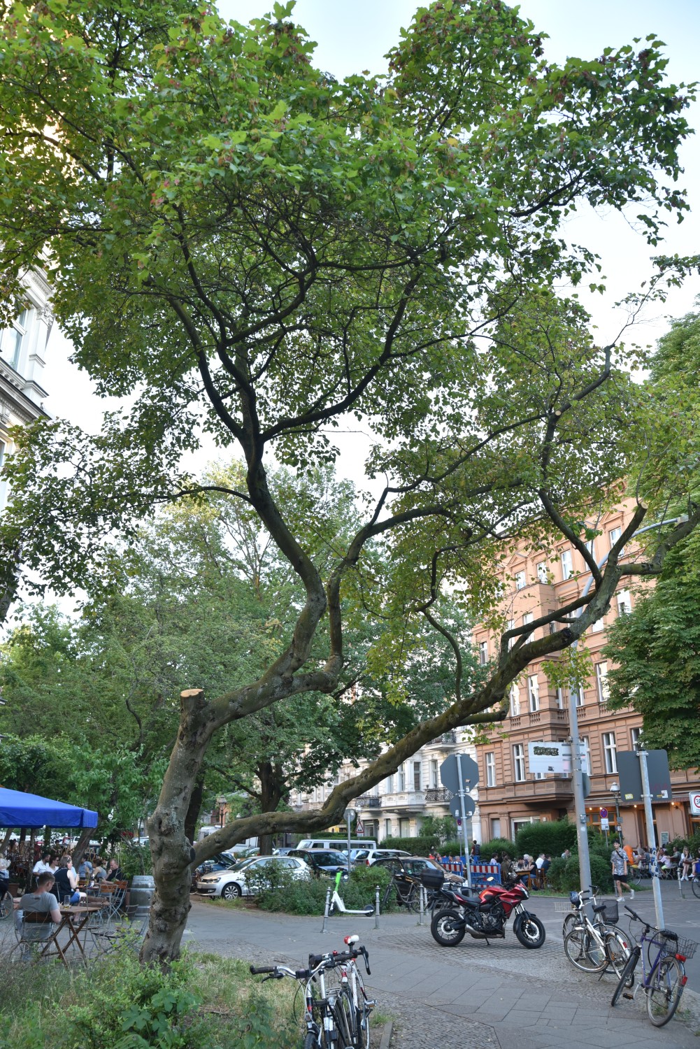 Acer tataricum subsp. ginnala- Berlin-Kreuzberg - Juni 2022