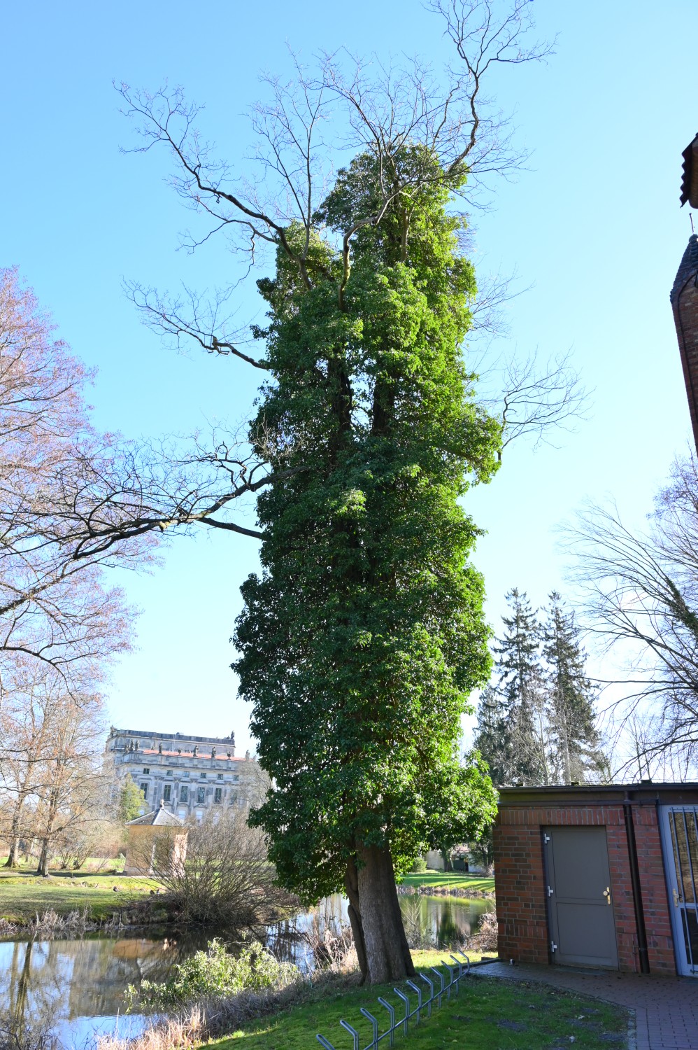 Hedera helix - Ludwigslust - 2022