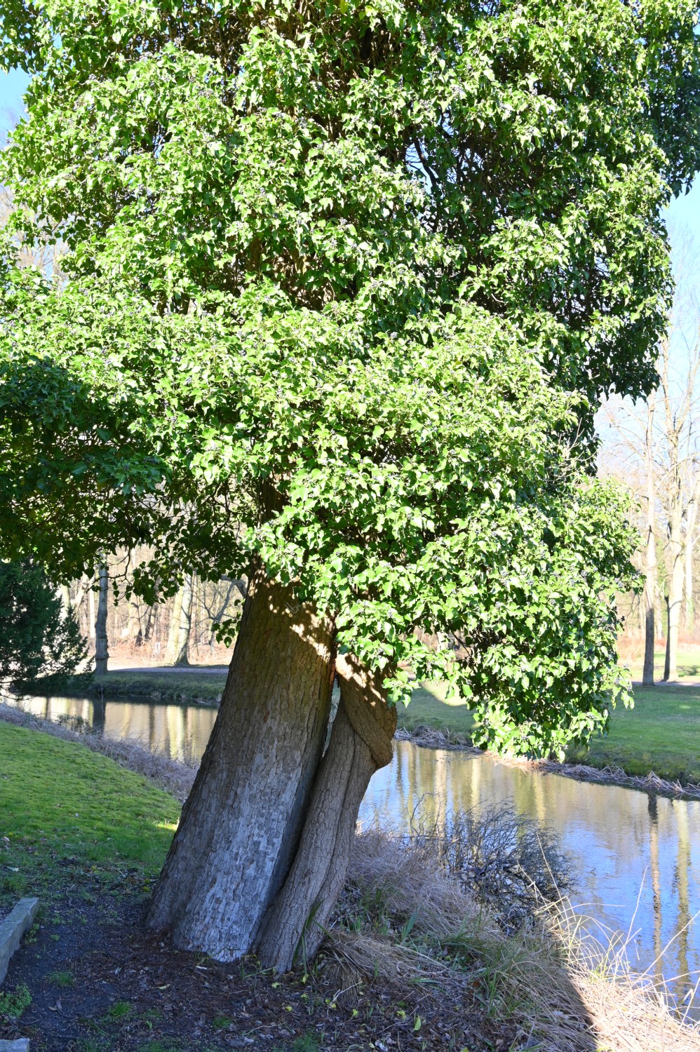 Hedera helix - Ludwigslust - 2022