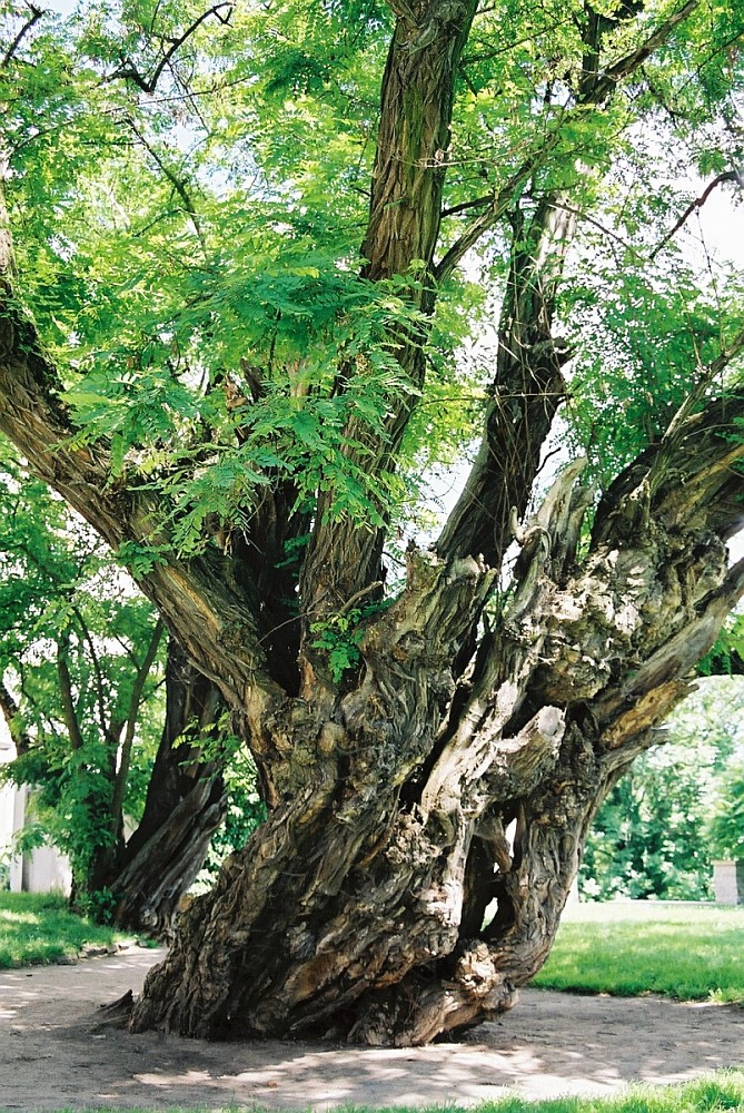 Robinia pseudoacacia - Strehla - 2003
