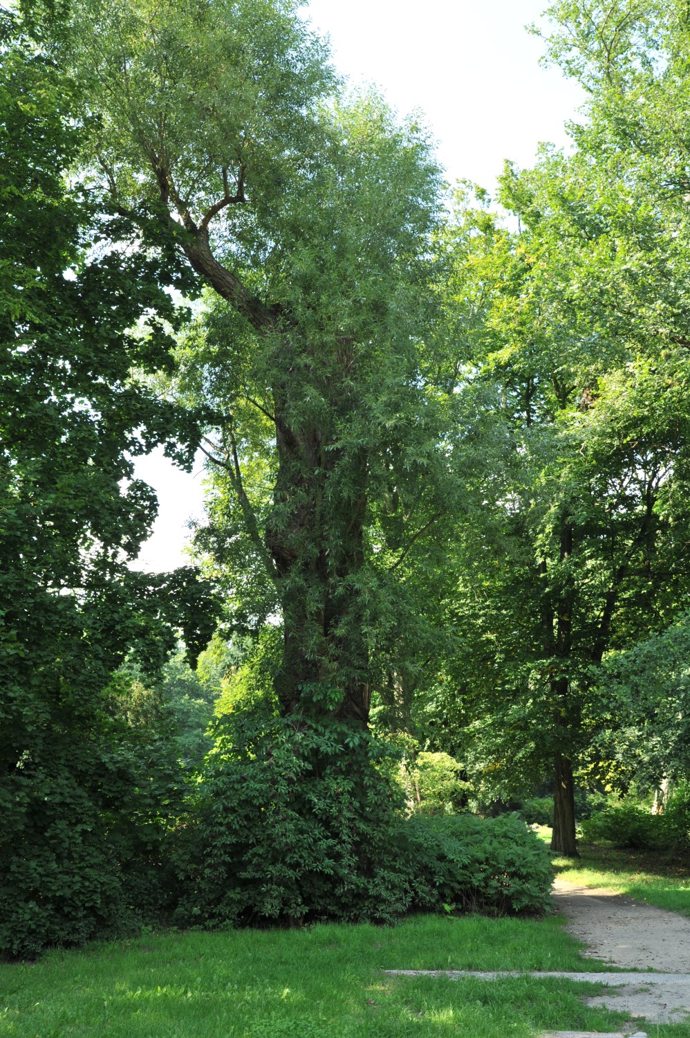 Salix × rubens - Rothenburg/Oberlausitz - September 2014