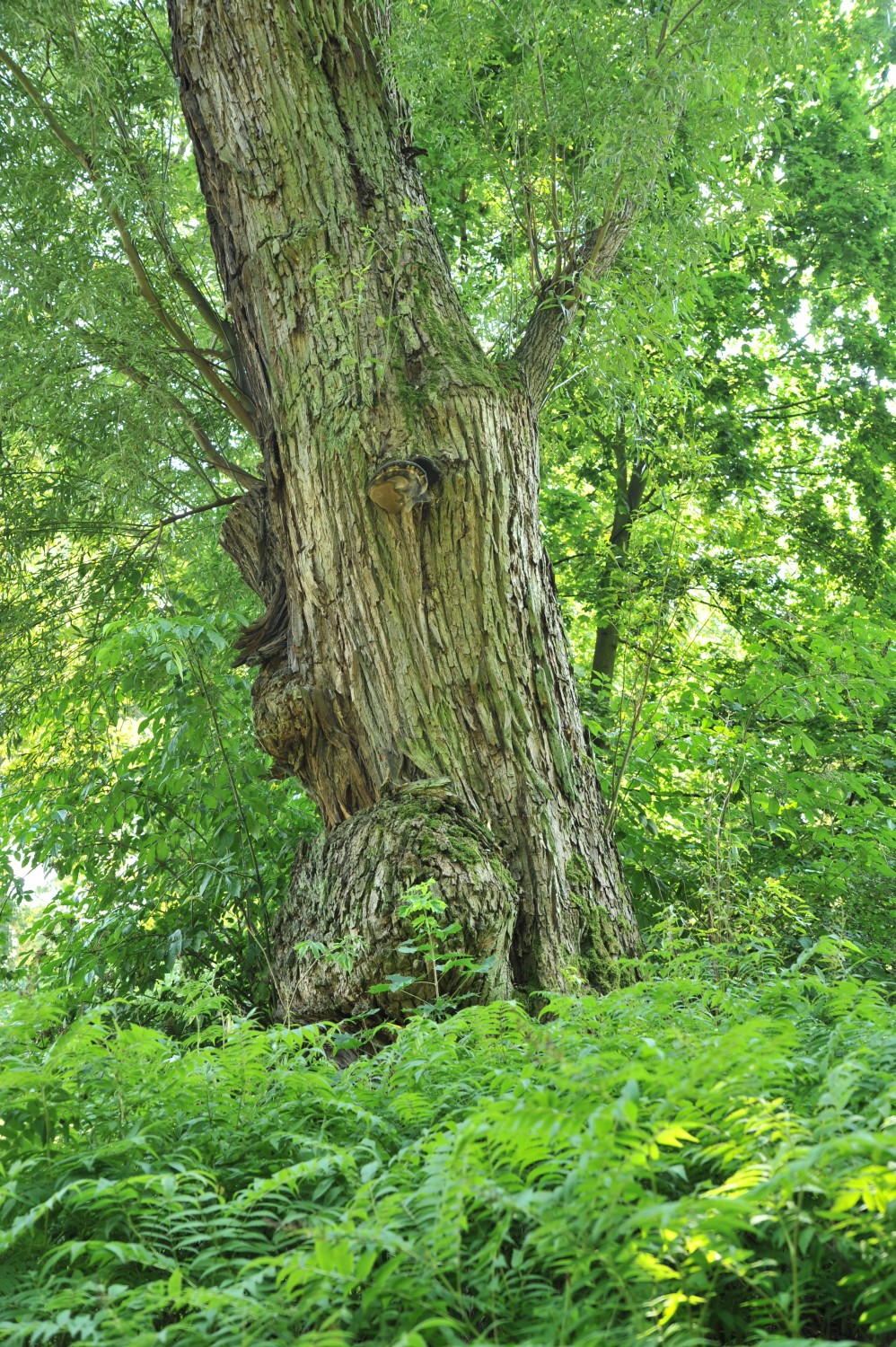 Salix × rubens - Rothenburg/Oberlausitz - September 2014