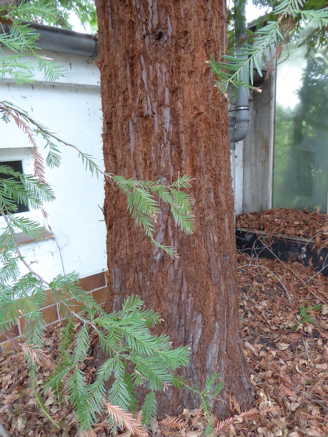 Sequoia sempervirens - Dresden Botanischer Garten - Januar 2023
