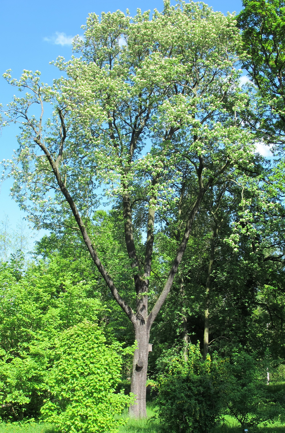 Sorbus domestica - Dresden Botanischer Garten - Mai 2013