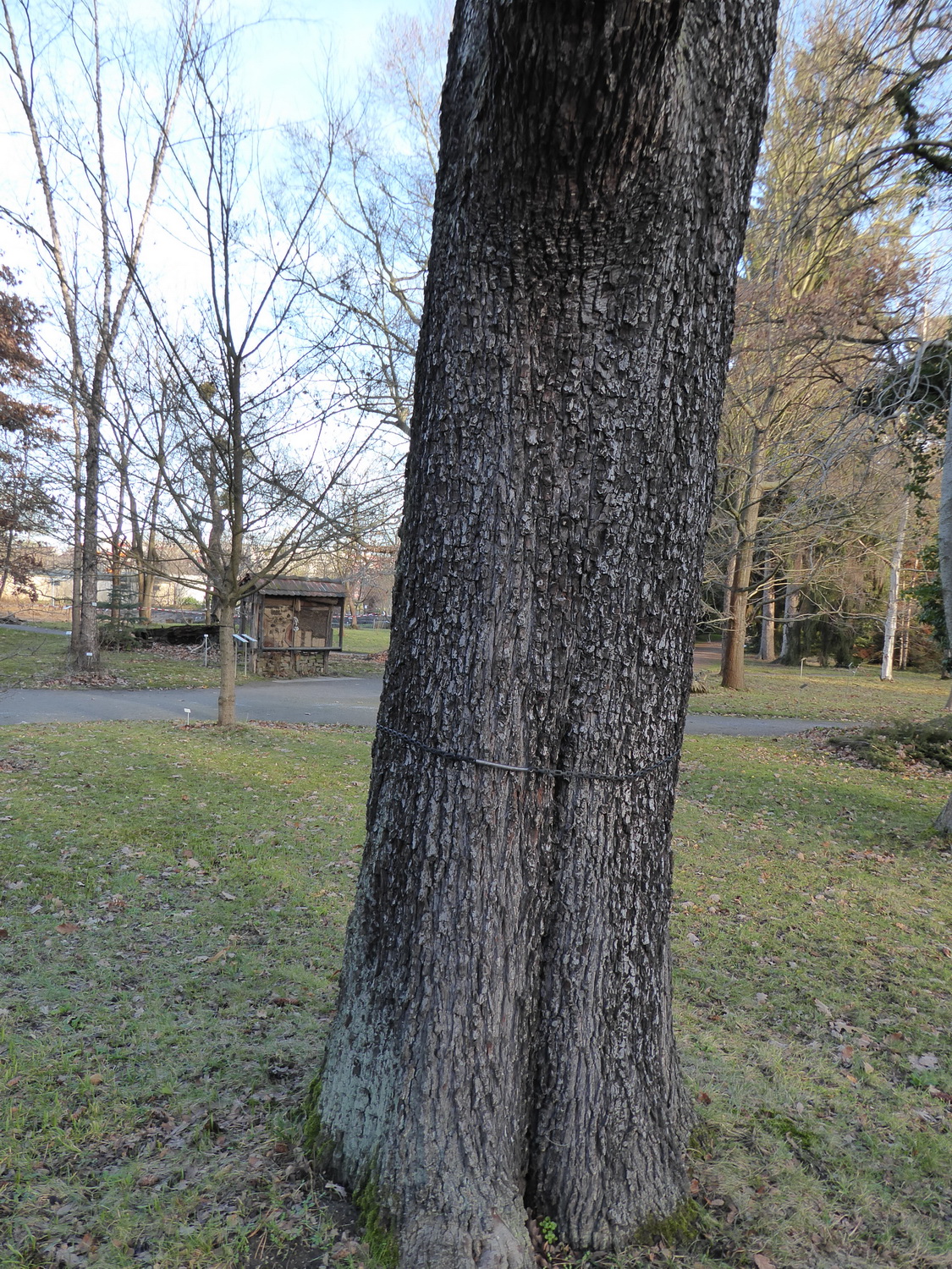 Sorbus domestica - Dresden Botanischer Garten - Januar 2023