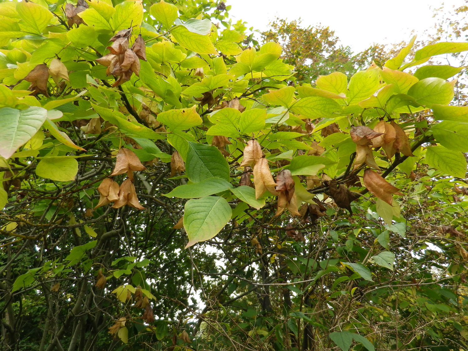 Staphylea colchica - Dresden Botanischer Garten - Oktober 2012