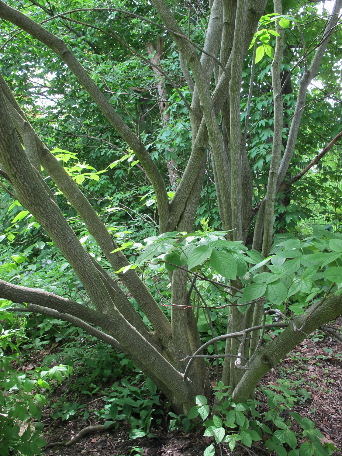 Staphylea colchica - Dresden Botanischer Garten - Mai 2013