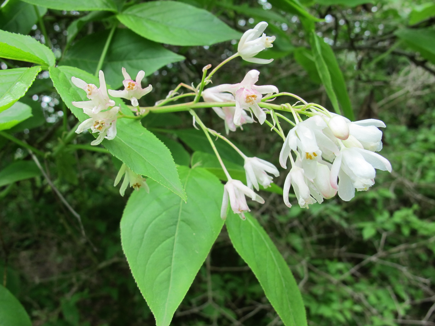 Staphylea colchica - Dresden Botanischer Garten - Mai 2013