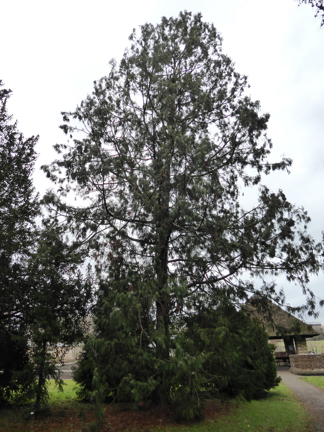 Thuja standishii - Dresden Botanischer Garten - Februar 2023