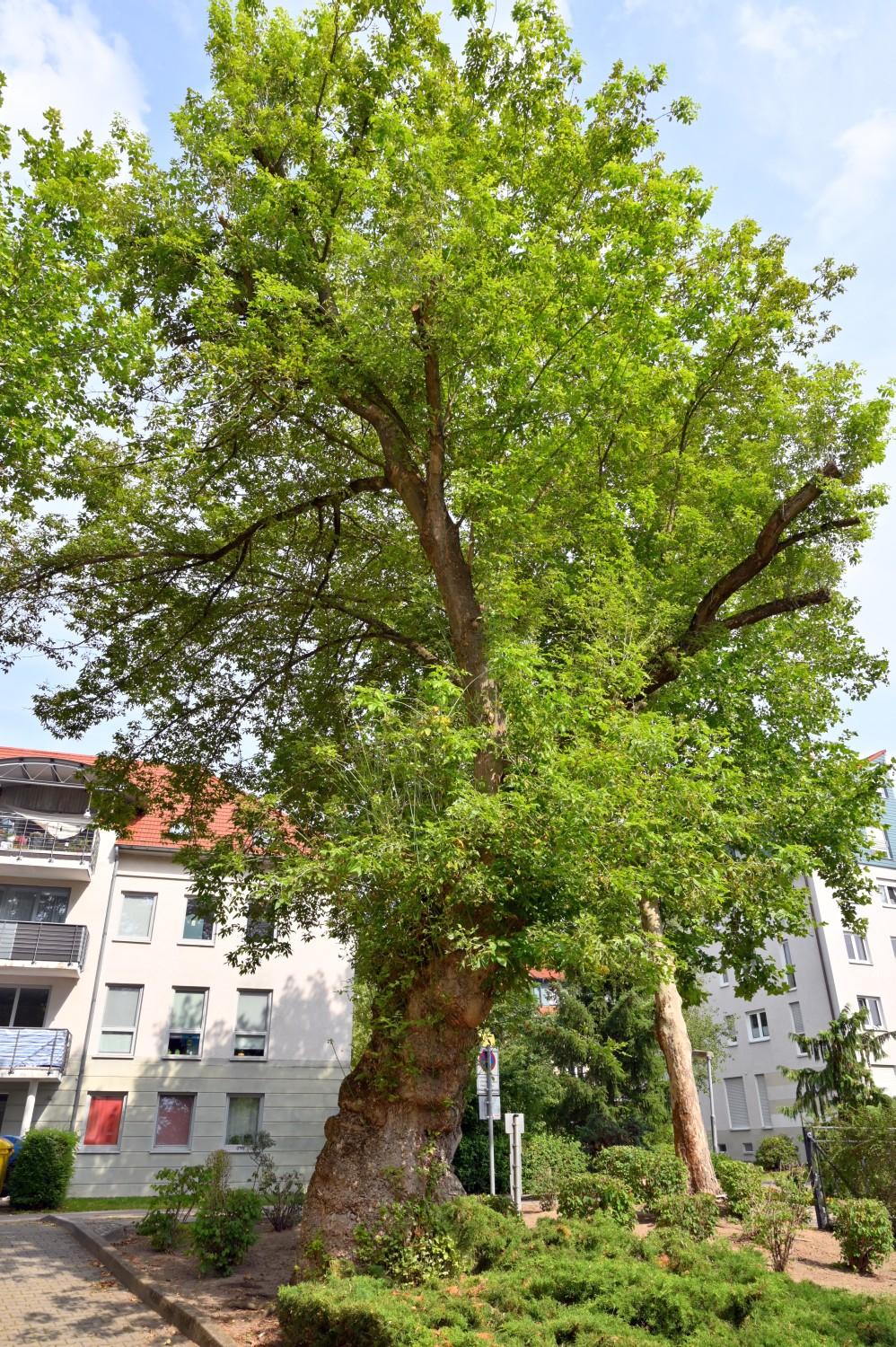 Acer negundo - Rathenow - 2020