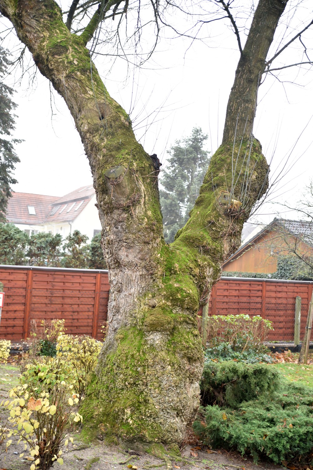 Acer negundo - Rathenow - 2019