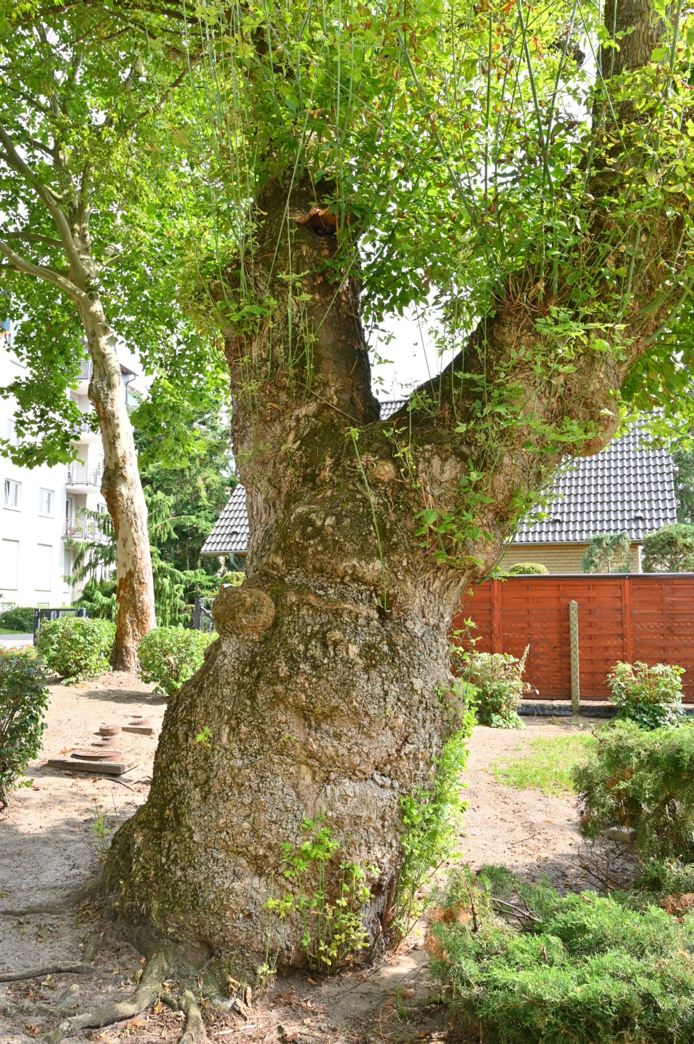 Acer negundo - Rathenow - 2020