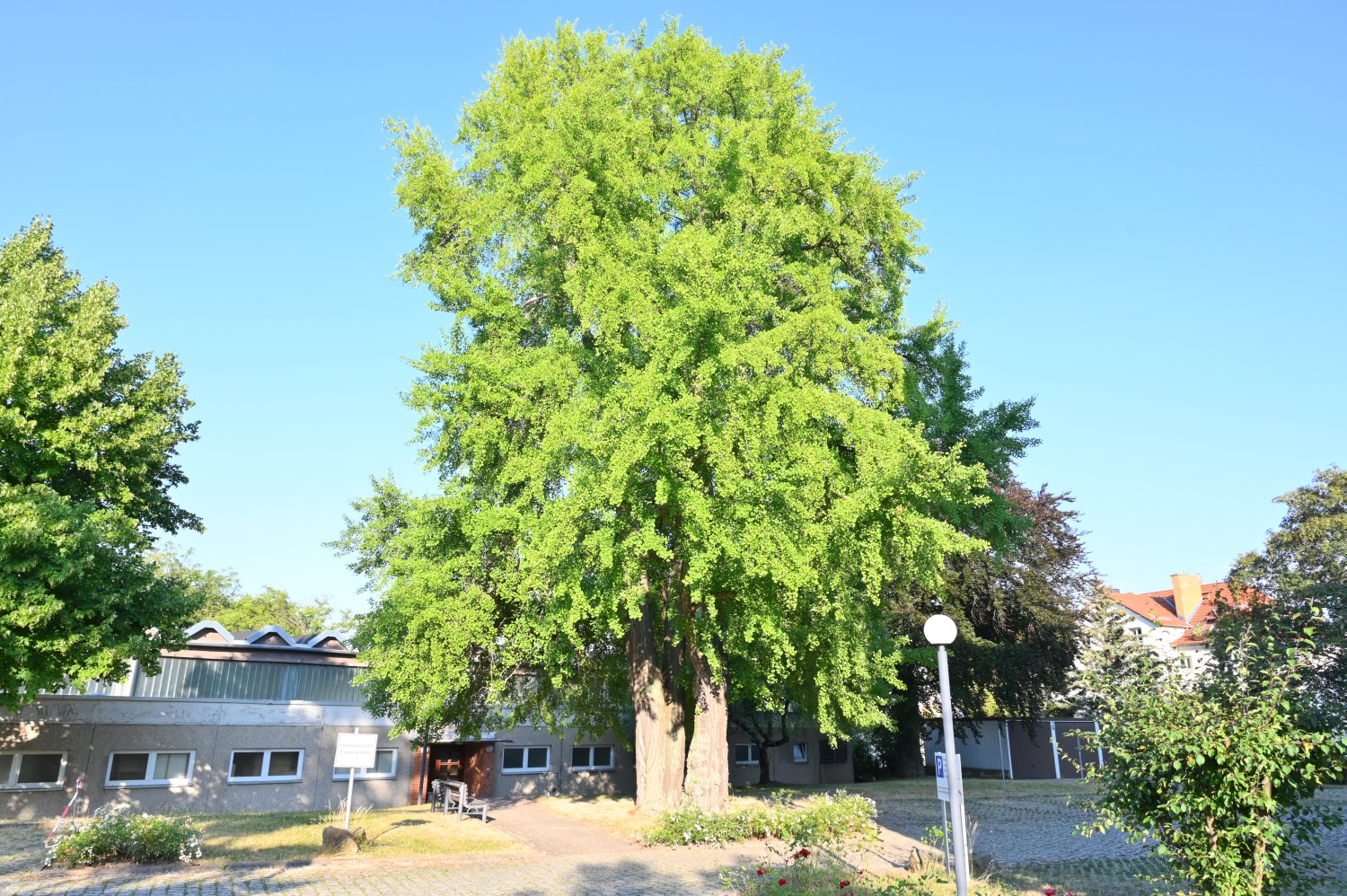 Ginkgo biloba - Gotha - 2022
