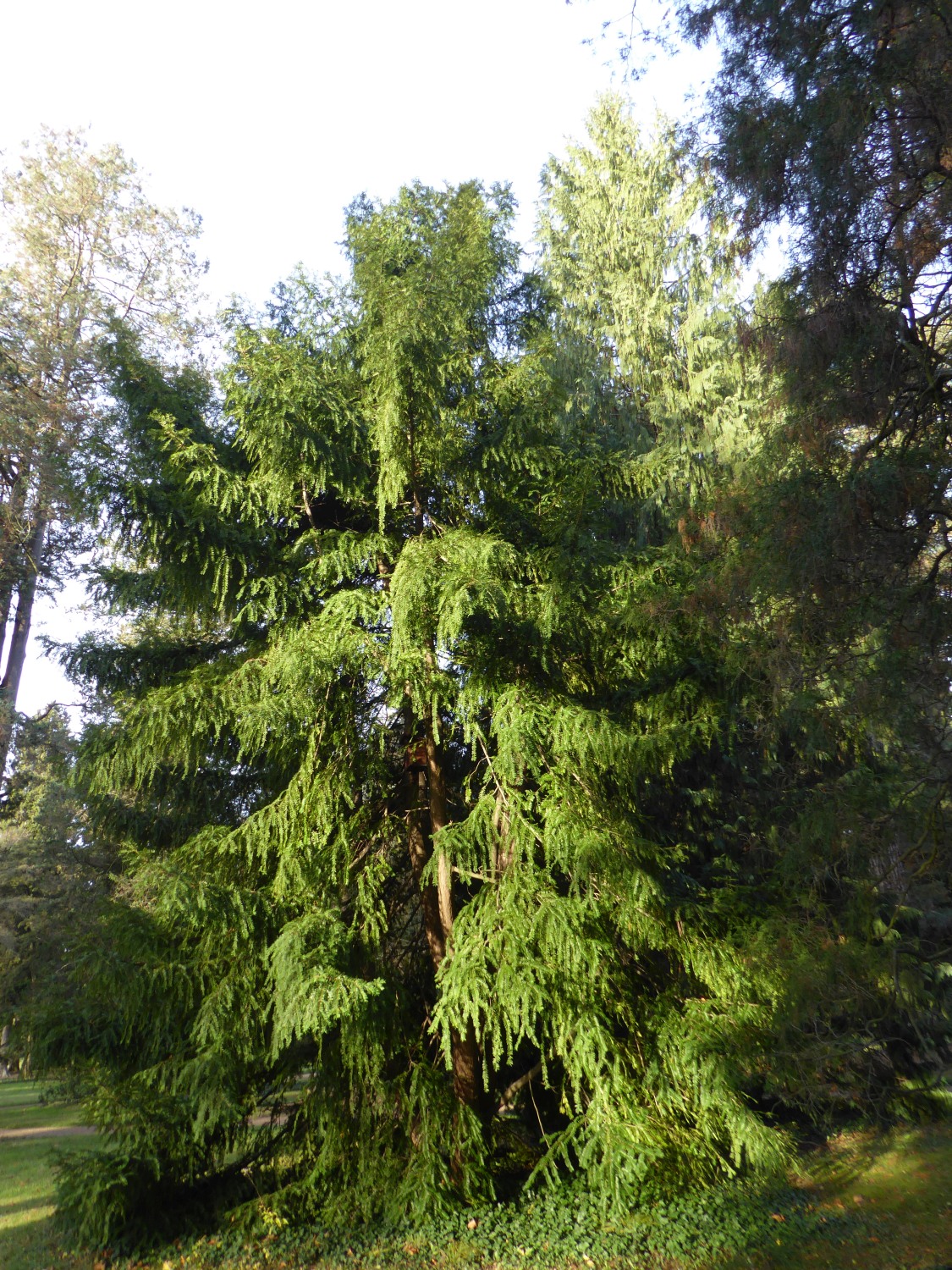 Torreya nucifera - Dresden-Pillnitz - Dezember 2019