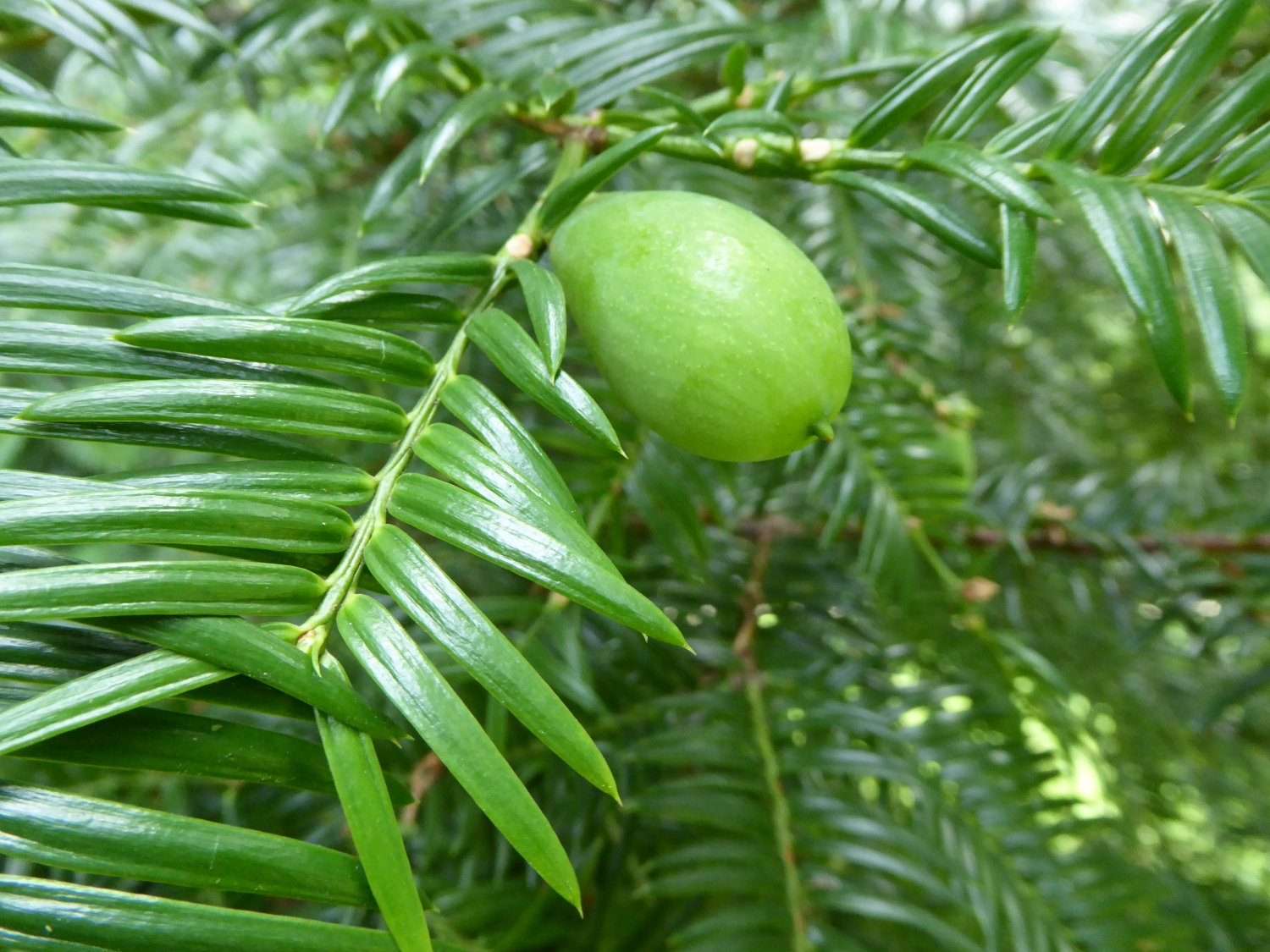 Torreya nucifera - Dresden-Pillnitz - August 2016