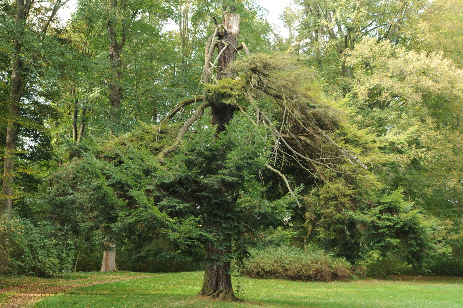 Tsuga canadensis - Rothenburg/Oberlausitz - September 2014
