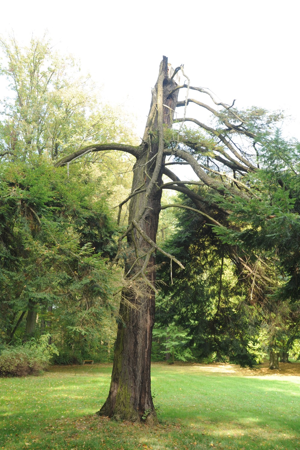 Tsuga canadensis - Rothenburg/Oberlausitz - September 2014