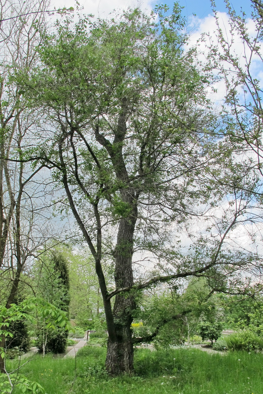 Ulmus pumila - Dresden Botanischer Garten - Mai 2013