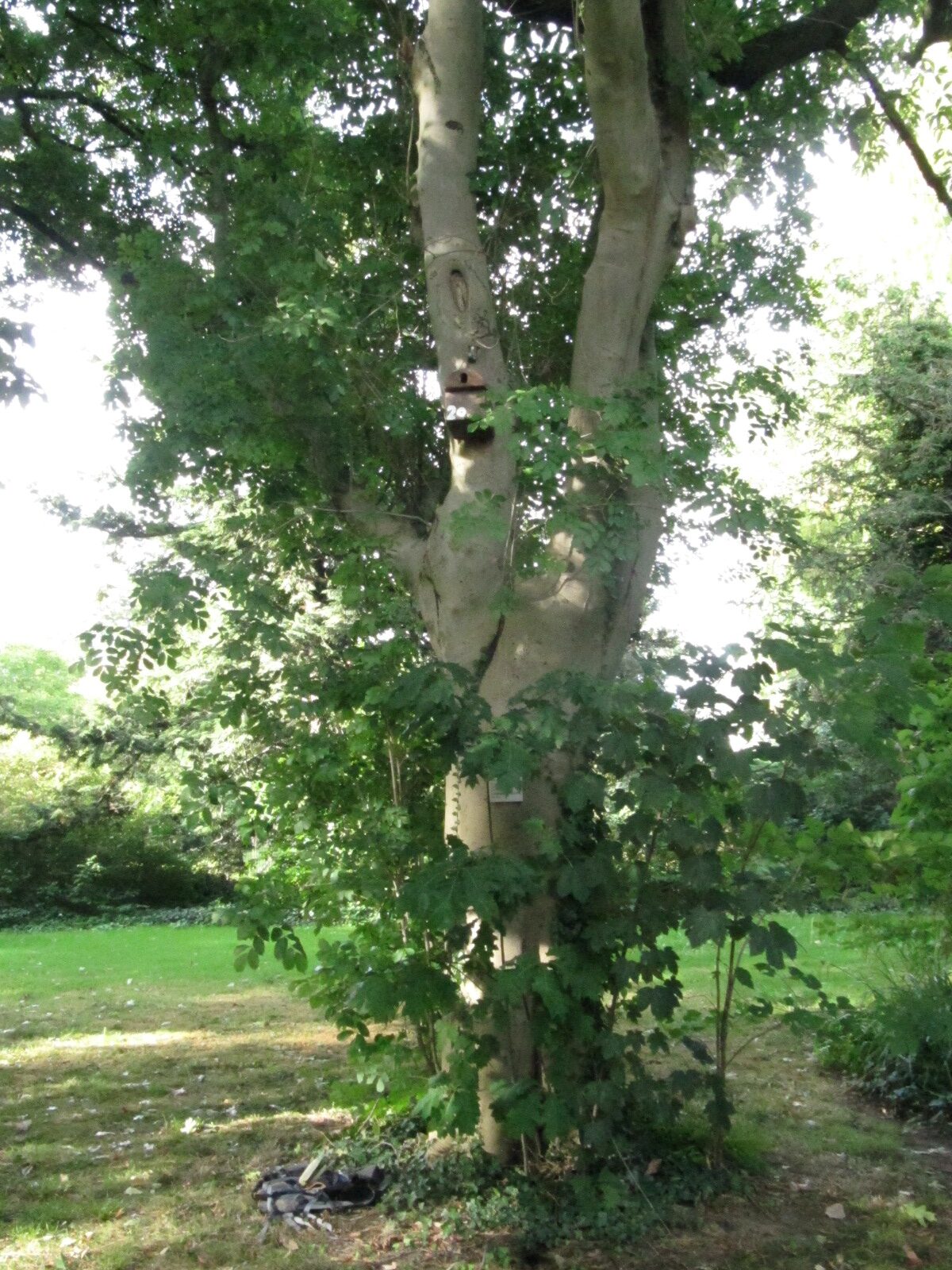 Fraxinus longicuspis - Flora Köln - Sept. 2024