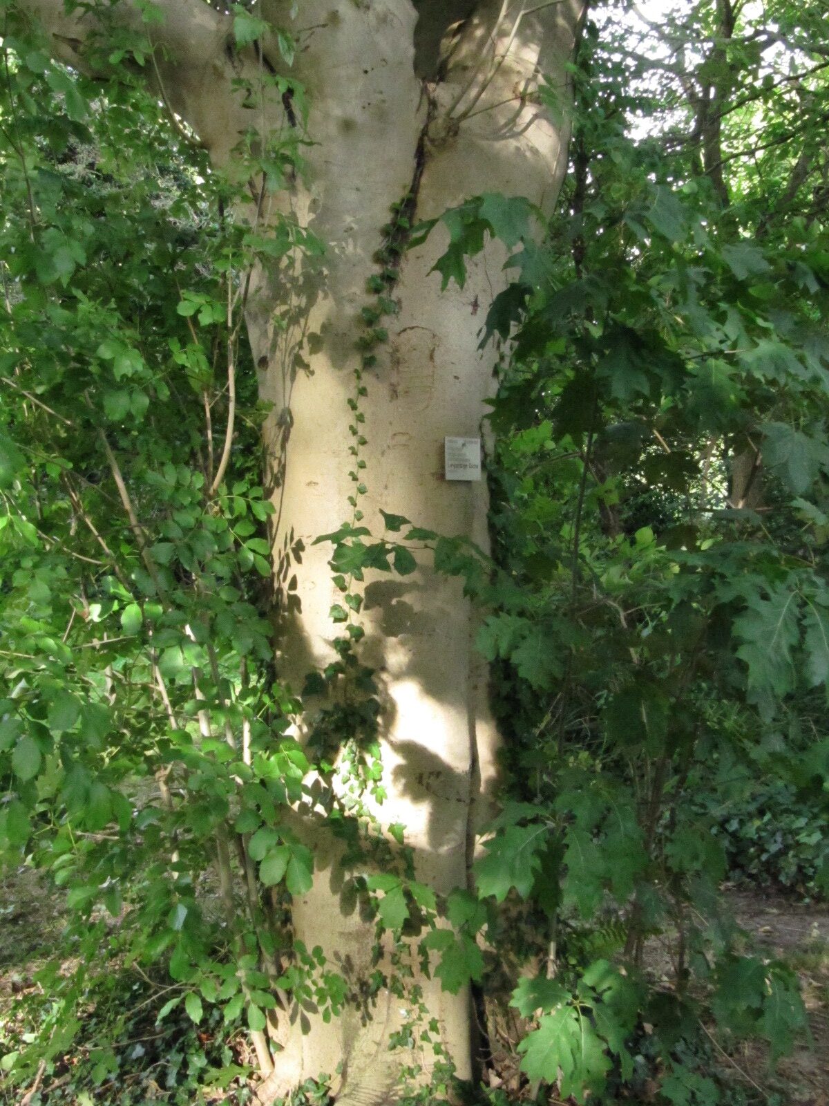 Fraxinus longicuspis - Flora Köln - Sept. 2024