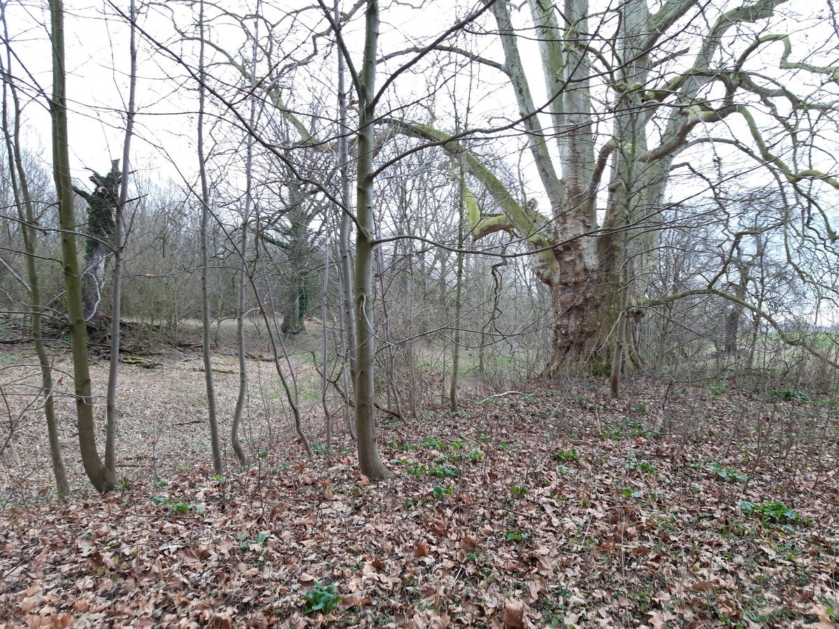 Platanus × hispanica - Meerbusch - 2020