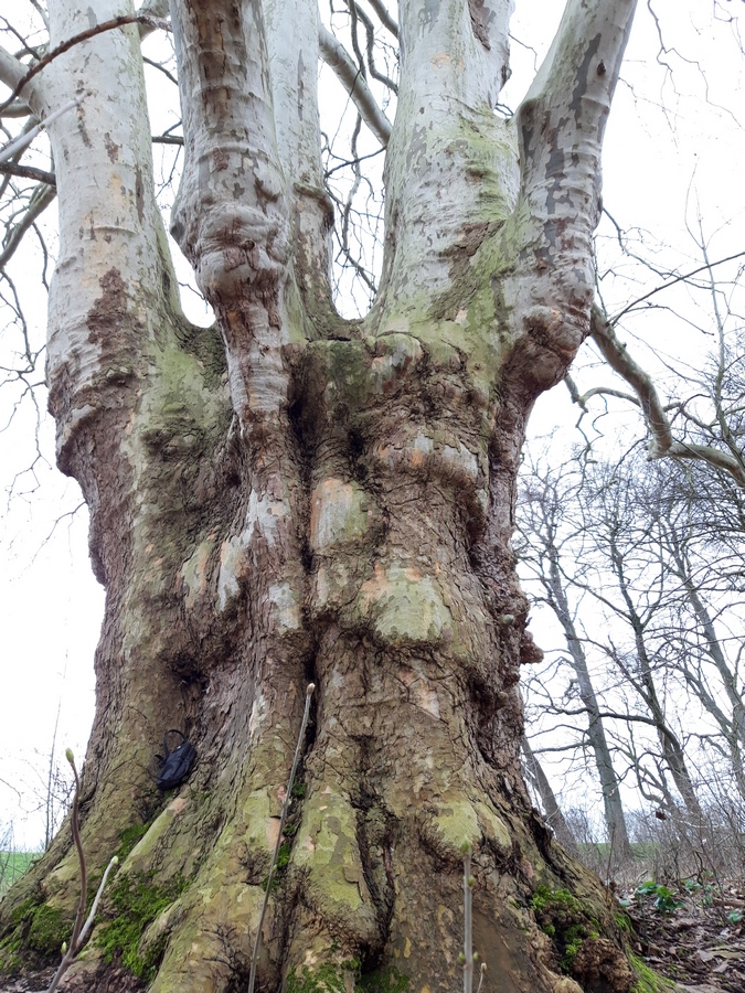 Platanus × hispanica - Meerbusch - 2020