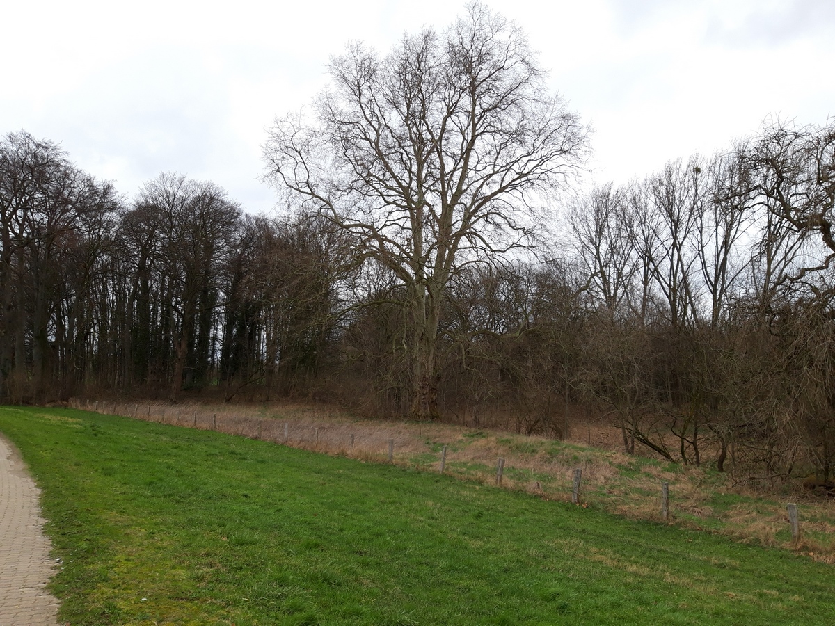 Platanus × hispanica - Meerbusch - 2020