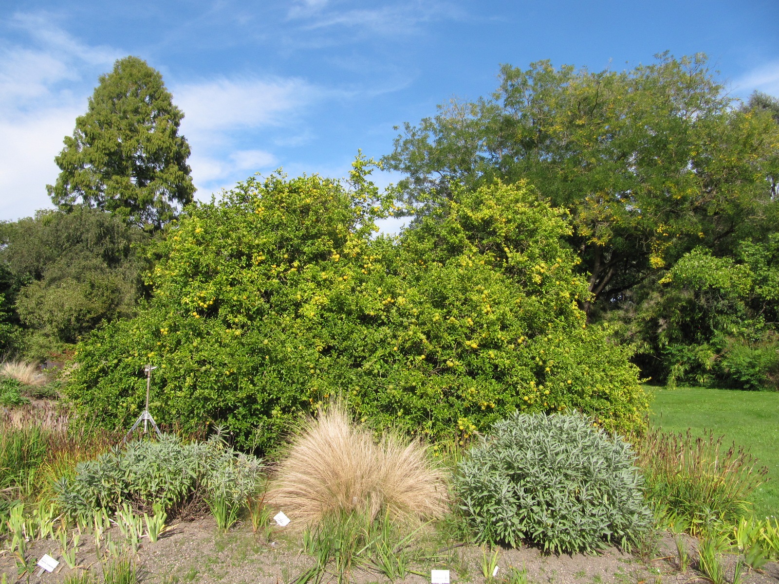 Poncirus trifolata - Flora Köln - Sept. 2023