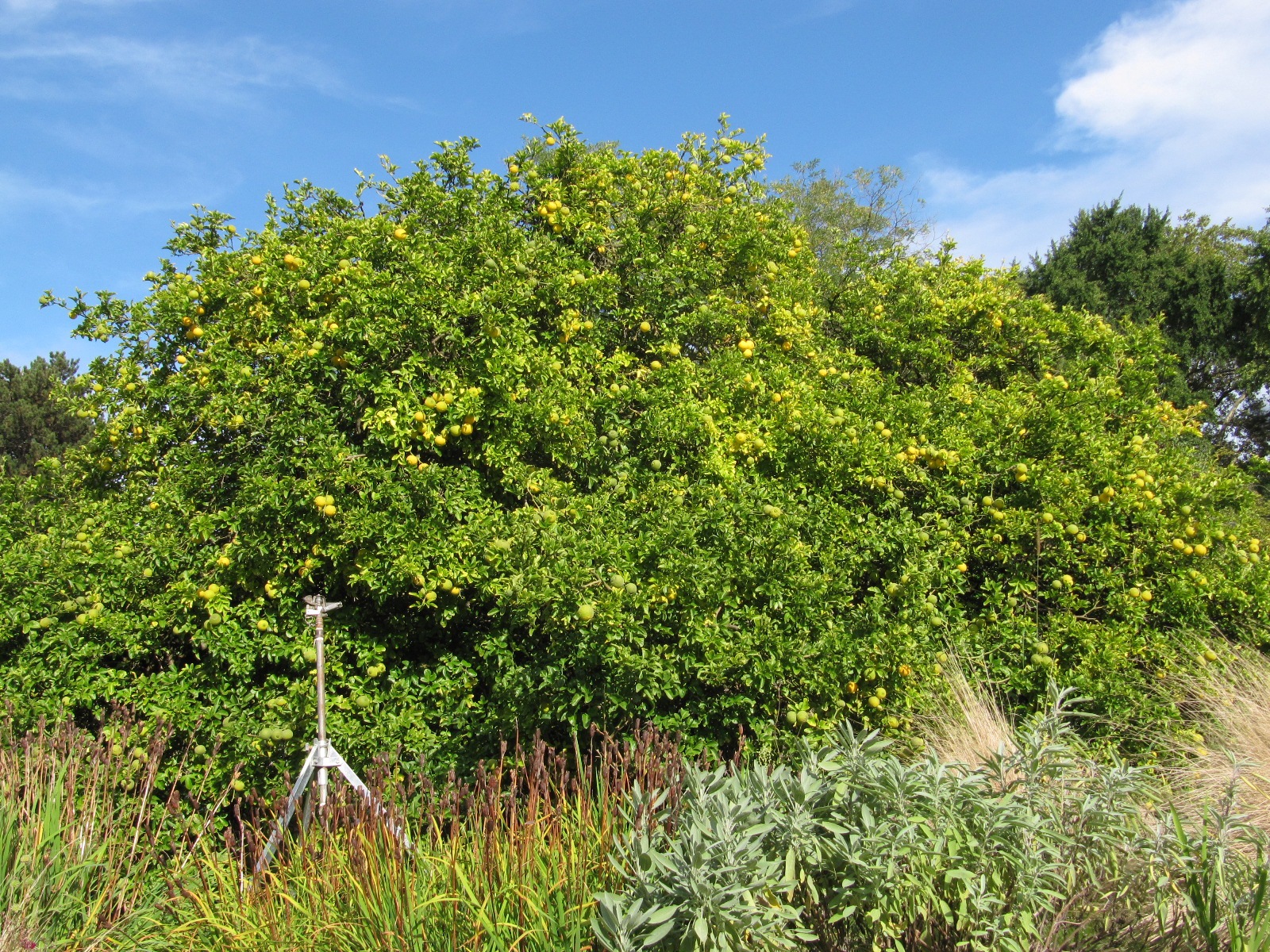 Poncirus trifolata - Flora Köln - Sept. 2023