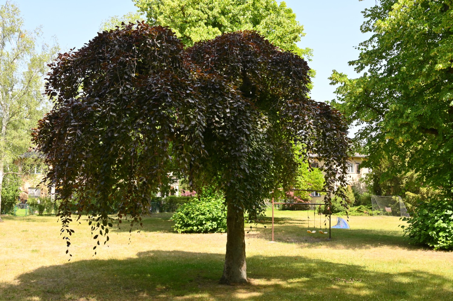 Fagus sylvatica 'Purpurea Pendula' - Berlin-Nikolassee - 2022