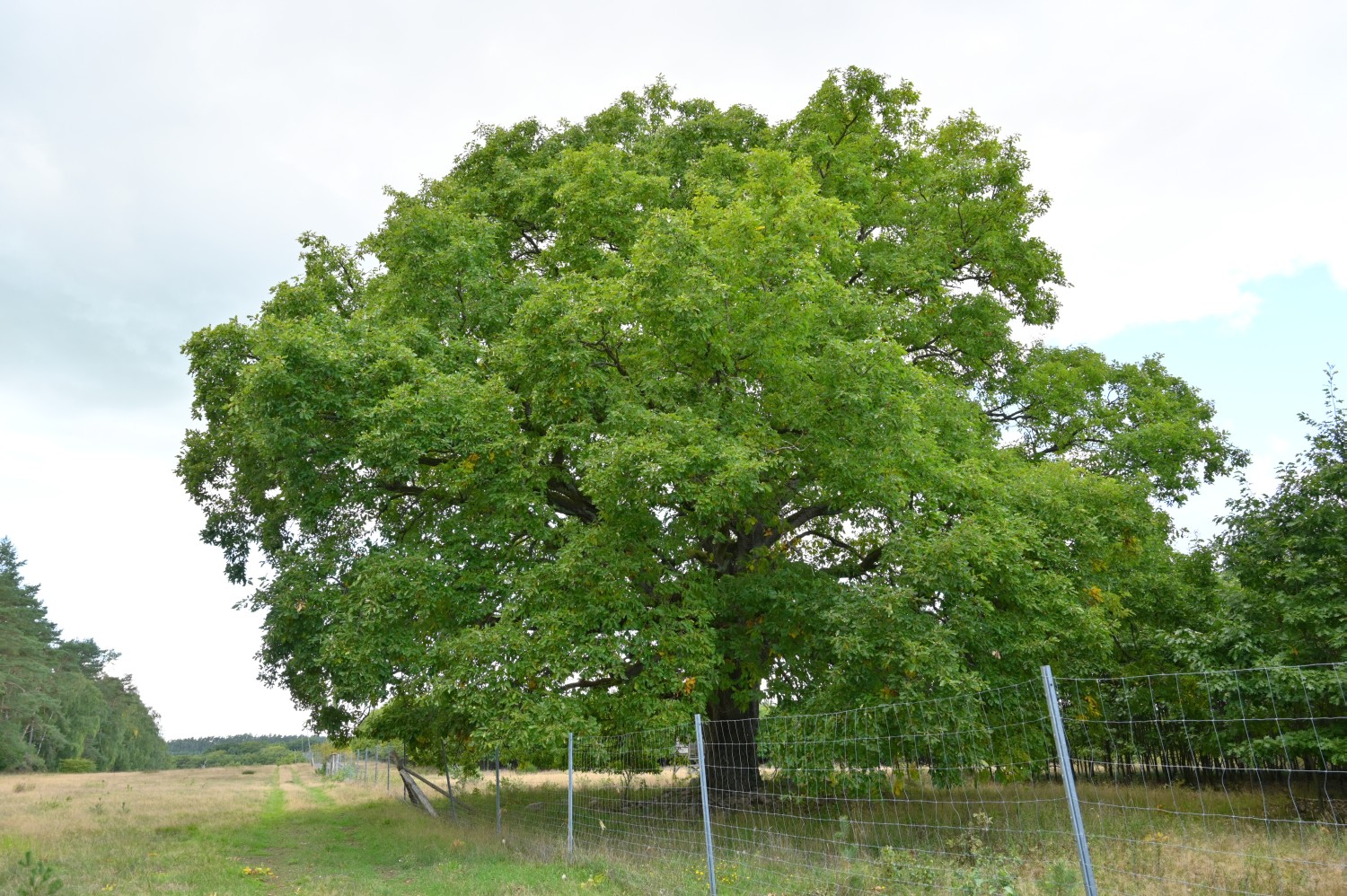 Quercus petraea - Groß Dratow - 2022