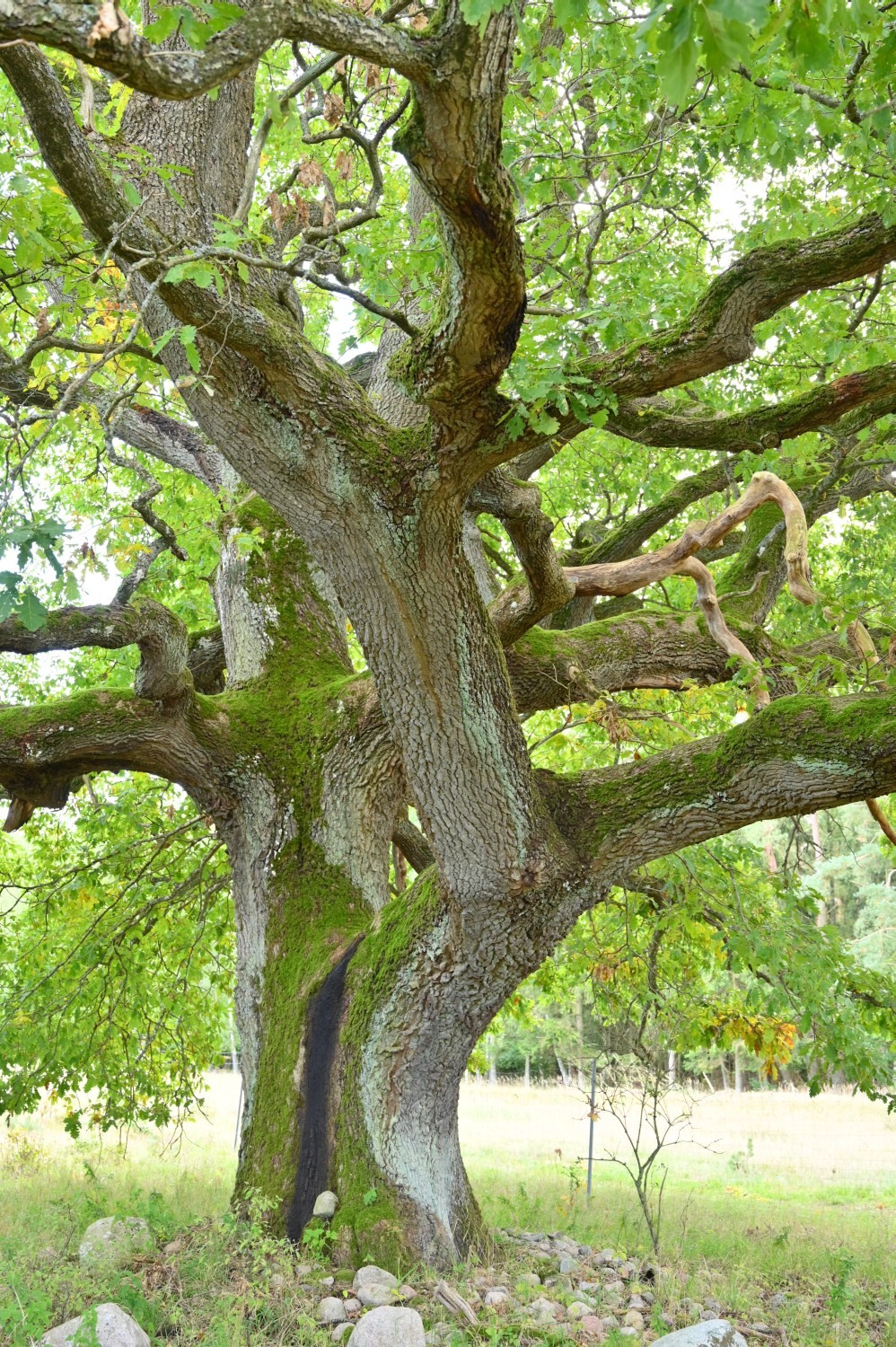 Quercus petraea - Groß Dratow - 2022