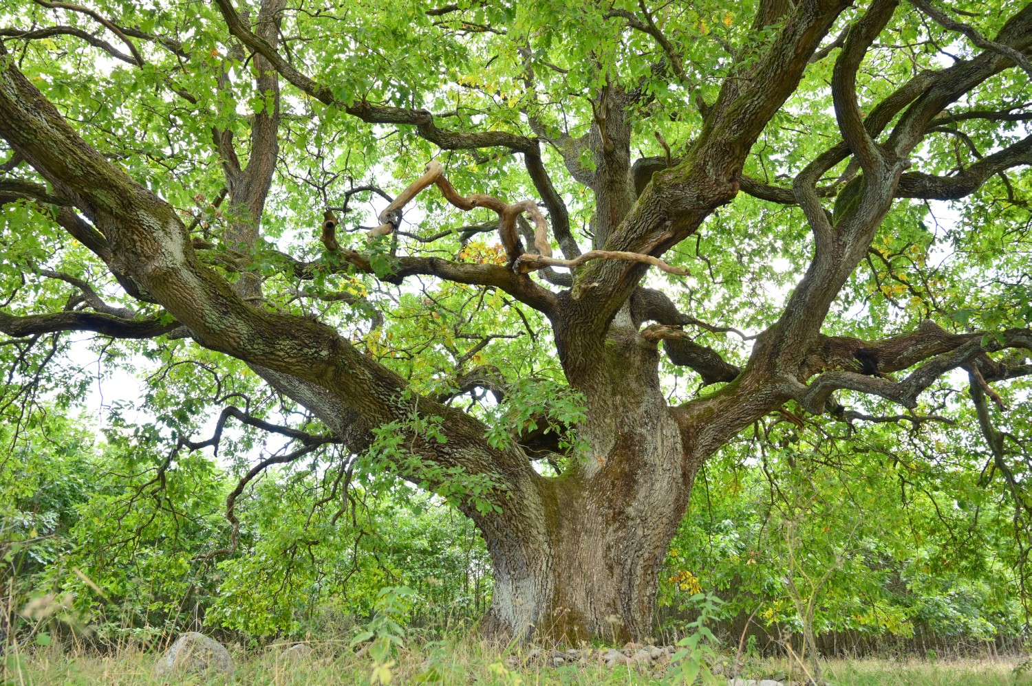 Quercus petraea - Groß Dratow - 2022