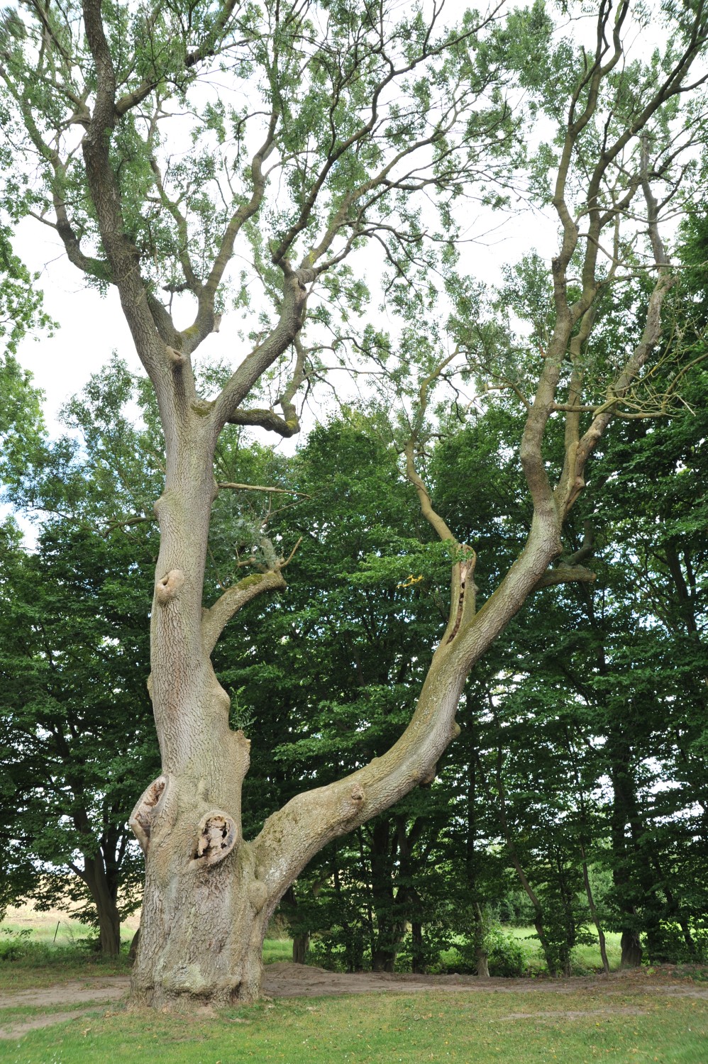 Fraxinus excelsior - Faulenrost - 2008