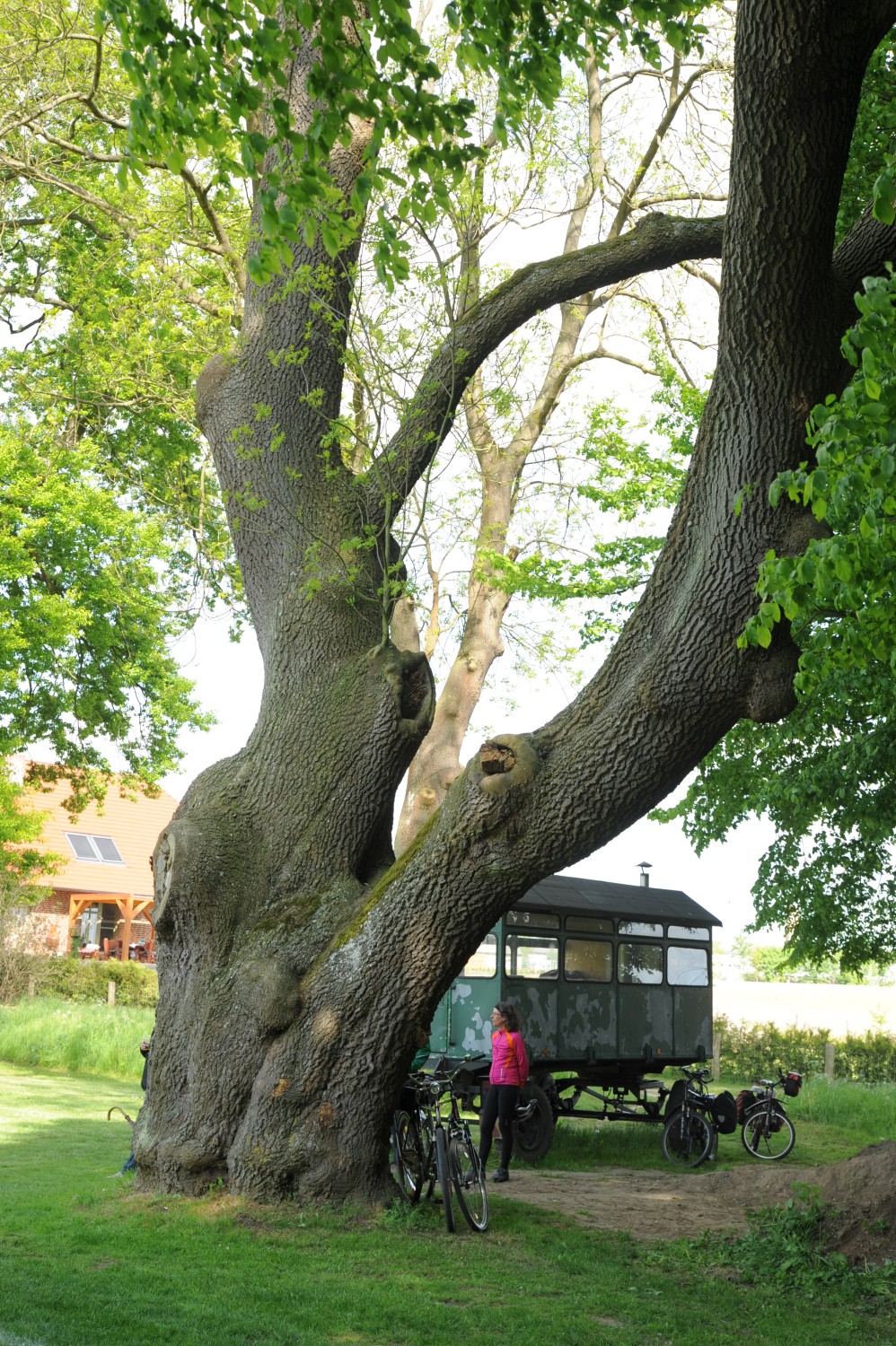 Fraxinus excelsior - Faulenrost - 2014