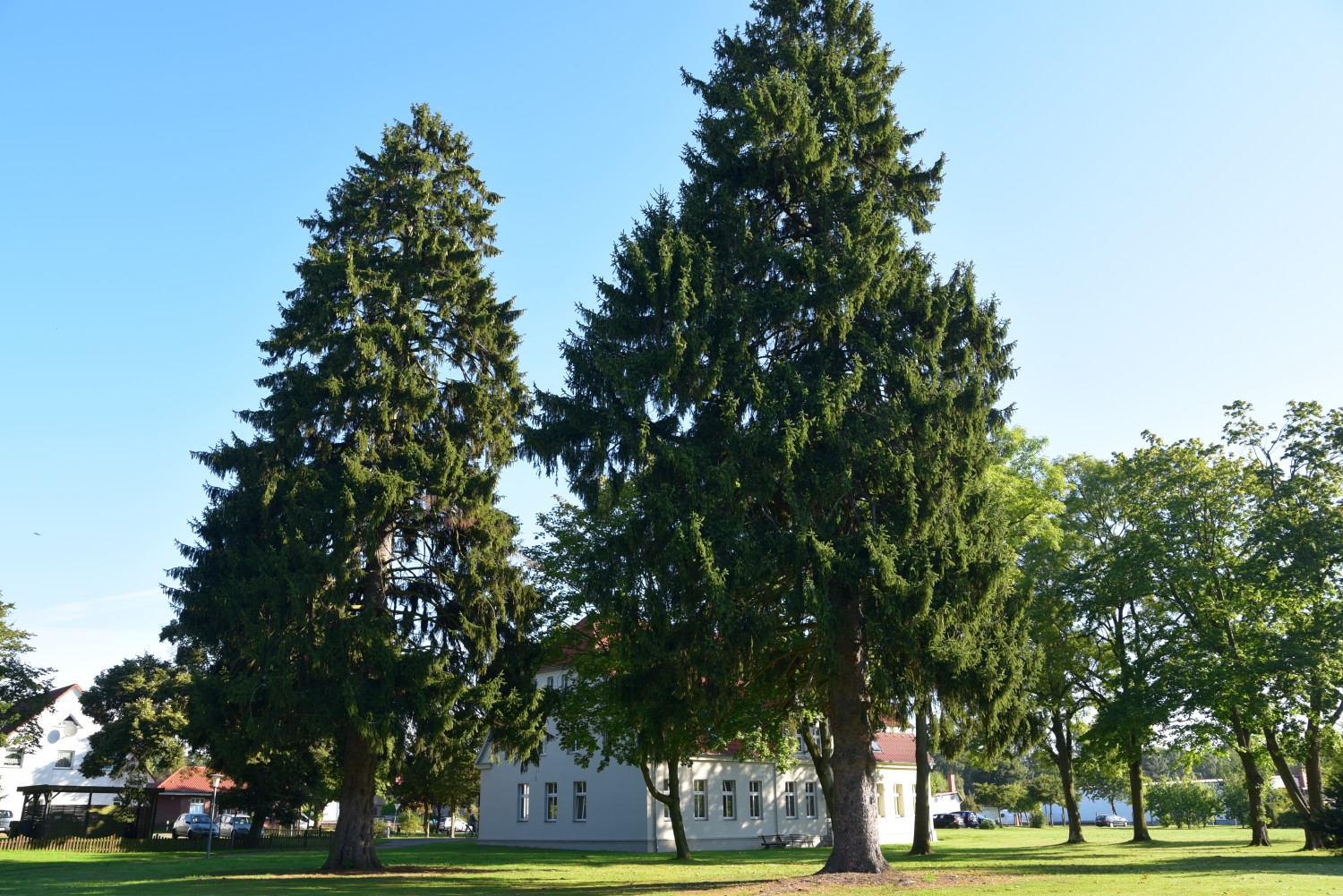 Picea abies - Züssow, Gutspark - Sept. 2015